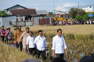 Presiden Joko Widodo (Jokowi) dan Menteri Pertanian Syahrul Yasin Limpo (Mentan SYL) meninjau jalannya panen raya padi di Kel. Baji Pamai, Kec. Maros Kota, Kab. Maros, Sulawesi Selatan.