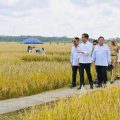Saat Presiden Jokowi Panen Bersama Menteri Pertanian di Kebumen