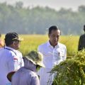 Presiden Joko Widodo saat menghadiri panen raya padi di Ngawi, Jawa Timur, Sabtu, 11 Maret 2023.
