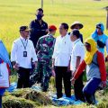 Presiden Joko Widodo saat menghadiri panen raya padi di Ngawi, Jawa Timur, Sabtu, 11 Maret 2023.