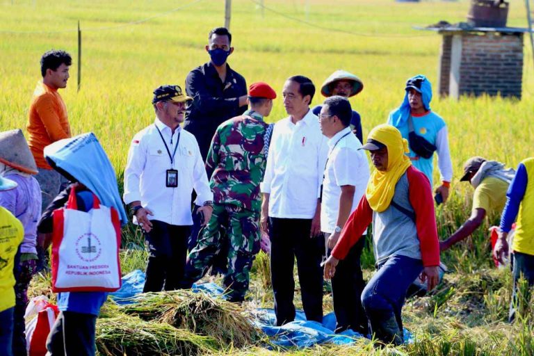 Presiden Joko Widodo saat menghadiri panen raya padi di Ngawi, Jawa Timur, Sabtu, 11 Maret 2023.