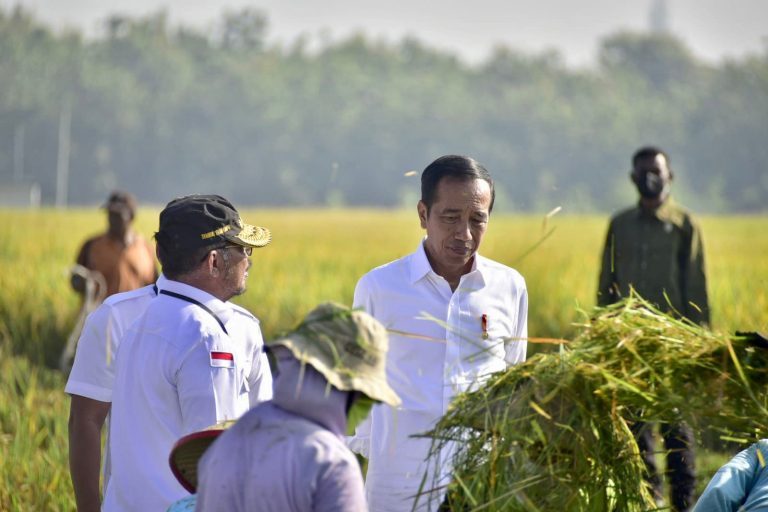 Presiden Joko Widodo saat menghadiri panen raya padi di Ngawi, Jawa Timur, Sabtu, 11 Maret 2023.