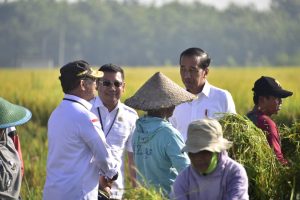 Presiden Joko Widodo saat menghadiri panen raya padi di Ngawi, Jawa Timur, Sabtu, 11 Maret 2023.