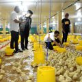 Mentan SYL usai meninjau Mappaseling Farm di Dusun Kaballokang Desa Moncongloe Kecamatan Manuju Kabupaten Gowa, Sulawesi Selatan, Rabu(22/3/23).