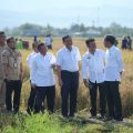 keuanganonline.id - Presiden Joko Widodo (Jokowi) dan Menteri Pertanian Syahrul Yasin Limpo (Mentan SYL) meninjau jalannya panen raya padi di Kelurahan Baji Pamai, Kecamatan Maros Kota, Kabupaten Maros, Sulawesi Selatan.