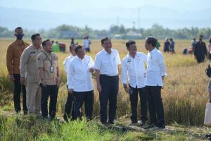 keuanganonline.id - Presiden Joko Widodo (Jokowi) dan Menteri Pertanian Syahrul Yasin Limpo (Mentan SYL) meninjau jalannya panen raya padi di Kelurahan Baji Pamai, Kecamatan Maros Kota, Kabupaten Maros, Sulawesi Selatan.