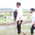 Presiden Jokowi Didampingi Mentan SYL Lakukan Percepatan Tanam Padi di Tuban