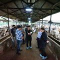 Pantau Ternak Sapi di Bekasi, Mentan SYL Pastikan Ketersediaan Jelang HBKN Aman
