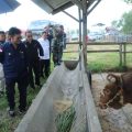 Menteri Pertanian Syahrul Yasin Limpo (Mentan SYL) saat meninjau PT. Berdikari United Livd Stock (BULs) di Kabupaten Sidrap, Sulawesi Selatan, Minggu, 16 April 2023.