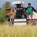 Menteri Pertanian Syahrul Yasin Limpo (Mentan SYL) saat panen raya di di Desa Leppangan, Kecamatan Patampanua, Kabupaten Pinrang, Provinsi Sulawesi Selatan.