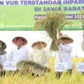 Wakil Menteri Pertanian RI, Harvick Hasnul Qolbi (tengah) saat melakukan panen padi inpari 36 dan Inpari 37 bersama Bupati Karawang, Cellica Nurrachadiana dan Kepala BSIP Jawa Barat, Rustam Massinai. Dok: istimewa