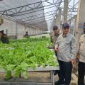 Wakil Menteri Pertanian (Wamentan), Harvick Hasnul Qolbi (tengah) didampingi Bupati Tangerang, Zaki Iskandar saat meninjau tanaman hidroponik di kawasan integrasi pertanian di Teluknaga, Kabupaten Tangerang. Foto: istimewa