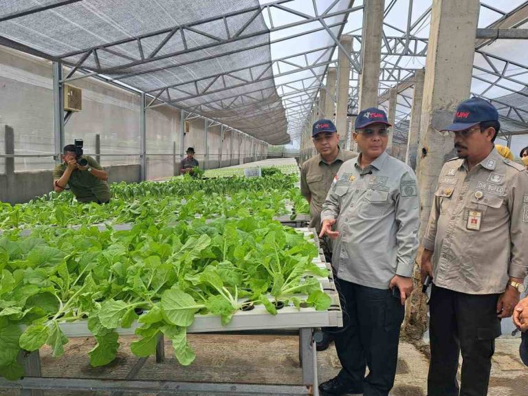 Wakil Menteri Pertanian (Wamentan), Harvick Hasnul Qolbi (tengah) didampingi Bupati Tangerang, Zaki Iskandar saat meninjau tanaman hidroponik di kawasan integrasi pertanian di Teluknaga, Kabupaten Tangerang. Foto: istimewa