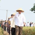 Wakil Menteri Pertanian (Wamentan), Harvick Hasnul Qolbi saat melakukan panen raya padi inpari 36 dan 37 di Kabupaten Karawang. Foto: istimewa