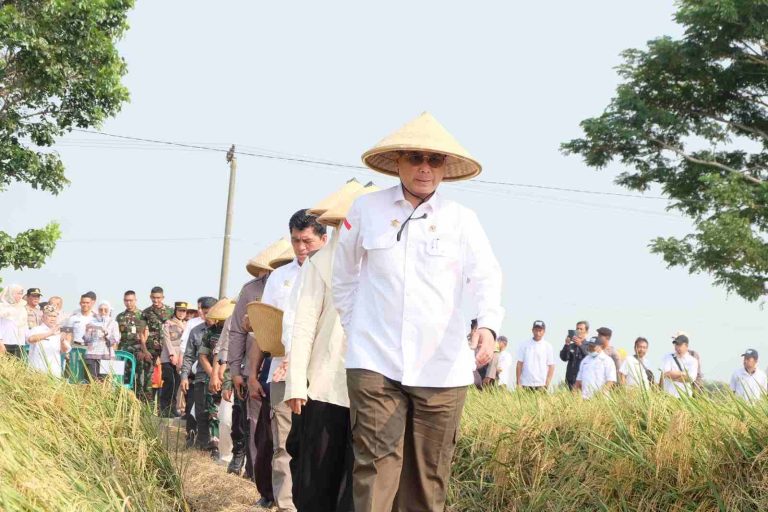 Wakil Menteri Pertanian (Wamentan), Harvick Hasnul Qolbi saat melakukan panen raya padi inpari 36 dan 37 di Kabupaten Karawang. Foto: istimewa