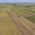 Food Estate Berjalan Baik dan Memberi Dampak Positif