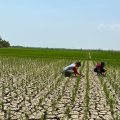 Kementan Tetap Optimis Jaga Pertanaman di Masa El Nino