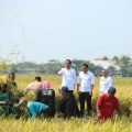 Jokowi Bersama Plt Mentan Panen di Indramayu, Petani Termotivasi