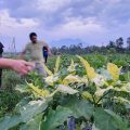 Wujudkan UMKM Hortikultura Naik Kelas, Kementan Buat Aplikasi PROHORTI