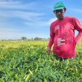 Kementan Gerak Cepat Atasi Lonjakan Harga Cabai Akibat Perubahan Iklim