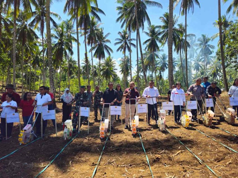 M Rizal Ismail yang mewakili Direktur Jennderal Perkebunan, Andi Nur Alam Syah melakukan penanaman jagung secara integrasi pada kebun kelapa di Kelurahan Bengkol, Kecamatan Mapanget, Kota Manado, Sabtu (18/11/2023).