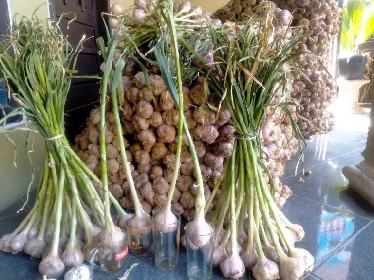 Bawang Putih