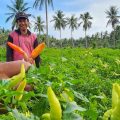 Kementan Pantau Produksi Cabai, Stabilkan Harga di Akhir Tahun
