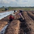 Kementan Asistensi Teknologi di Lahan Food Estate Gunungmas Kalteng