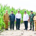 Jagung Tumbuh Baik Seumur Jabatan Mentan Amran Bertugas Kembali