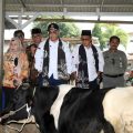 Wamentan Harap Pasuruan Tingkatkan Populasi Sapi Perah lewat KUD