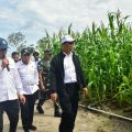 Mentan Amran Bantah Food Estate Gunakan Pot