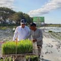 Tanam Padi di Aceh Besar, Wamentan Minta Indeks Pertanaman Ditingkatkan