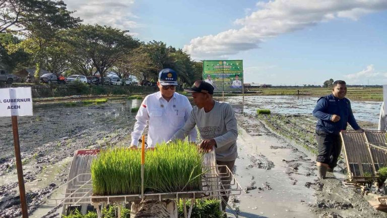 Wakil Menteri Pertanian (Wamentan), Harvick Hasnul Qolbi melakukan gerakan percepatan tanam padi di area lahan seluas 900 hektar di kecamatan Indrapuri, Kabupaten Aceh Besar, Provinsi Aceh, Jumat (22/12/2023)