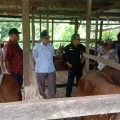Wamentan Harvick Dorong Kabupaten Sorong Jadi Lumbung Ternak di Papua Barat Daya