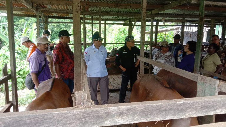 Wakil Menteri Pertanian (Wamentan), Harvick Hasnul Qolbi saat meninjau peternakan yang dikelola oleh Kelompok Tani Peternak Tunas Niaga di distrik Mariat, Kabupaten Sorong, Papua Barat Daya, Jumat (29/12/2023).